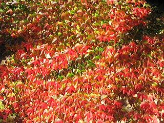 Vigne-vierge à trois pointes du genre Parthenocissus à l'automne. (définition réelle 1 600 × 1 200)