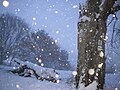 Winter in Hesse (Marburg - am Lahnwanderweg)