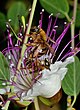 צלפונית מפוספסת (Xylocopa olivieri), הזדווגות בפרח של צלף קוצני, החרמון