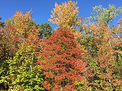 2015-10-11 16 39 08 Black Tupelo and other trees changing color in autumn near the southern end of the Fairfax County Parkway (Virginia State Route 286) near Fort Belvoir, Virginia.jpg