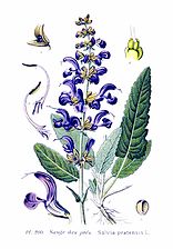 Ängssalvia Salvia pratensis