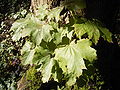 Listi ostrolistnega javorja (Acer platanoides)