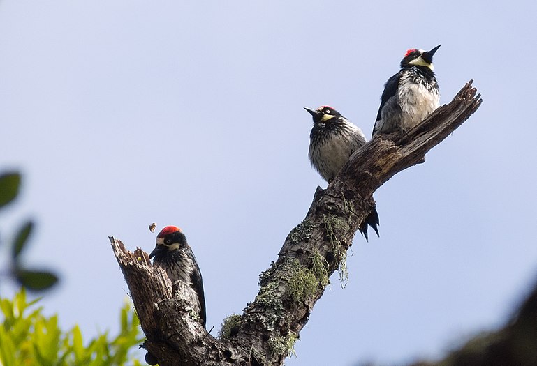 Acorn woodpeckers