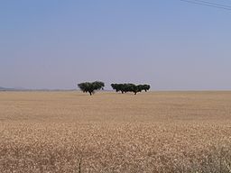 Vetefälten i Baixo Alentejo