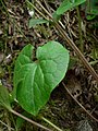 Asarum caudatum