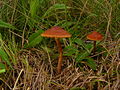 !!Cortinarius sanguineus!!