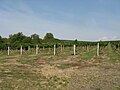 Image 4A vineyard in Brhlovce, Slovakia (from Viticulture)