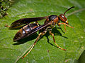 Brown Paper Wasp