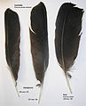 To håndsvingfjer (H) fra en sortkrage (Corvus corone), armsvingfjer (A) fra ravn (Corvus corax).