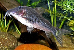 Corydoras semiaquilus