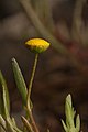 Cotula coronopifolia