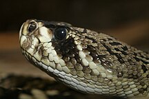 Crotalus atrox