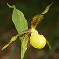 Variedad amarilla (f. citrinum)