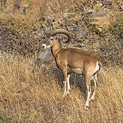 Mouflon de Chypre (O. g. ophion).