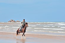 Cavalier au galop sur une plage.