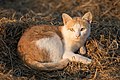 Image 1Cat lying on rice straw