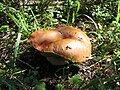 Boletus edulis?