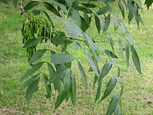 Fraxinus excelsior.jpg