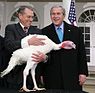 Lynn Nut, Truthahn Flyer und George W. Bush (2006)