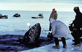 Gray whale, theb3672.jpg