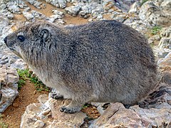 Damà roquer del Cap (Procavia capensis) - Àfrica del Sud