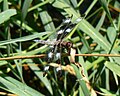 Twelve-spotted Skimmer (Libellula pulchella)