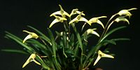 Masdevallia minuta