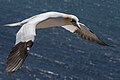 Morus Bassanus, Heligoland, May 2019