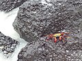 Grapsus grapsus, en la Bahía Tortuga,rocas volcánicas, Santa Cruz, Galápagos