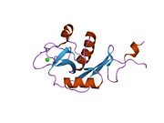 1xph: ساختار DC-SIGNR و بخشی از تکرار دامنه 8