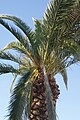 Canary Island date palm, with first obvious infestation signs