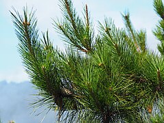 Pinus taiwanensis, Guanwu, Miaoli, Taiwan 02.jpg