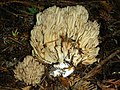 !Ramaria acrisiccescens!