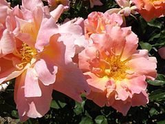 Rosa 'Ramón Bach', HT, P. Dot 1938.