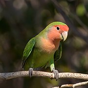 Rosy-faced lovebird (Agapornis roseicollis roseicollis)