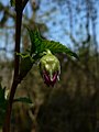 Rubus spectabilis