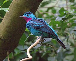 Purppurakurkkukotinga (Cotinga cayana)