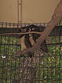 Spectacled Owls