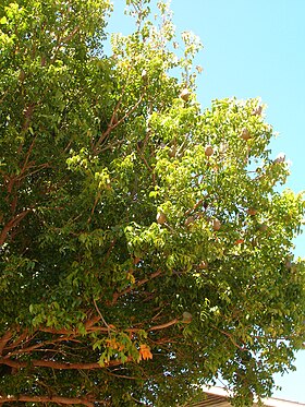 Mahogni-art (muligvis Swietenia macrophylla).