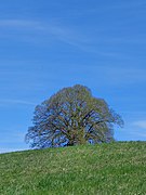 Tilia cordata Winterlinden auf dem Vogelberg Naturdenkmal Ebersberg.jpg