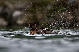 Tufted Duck कालीजुरे हाँस.jpg