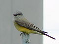 Western Kingbird (Tyrannus verticalis)