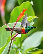 001 Olive-bellied Sunbird starting to fly at Kibale National Park Photo by Giles Laurent