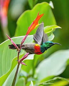 Olive-bellied sunbird starting to fly, by Giles Laurent