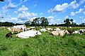 Zondagsbroek (Nationaal Park De Drentsche Aa)