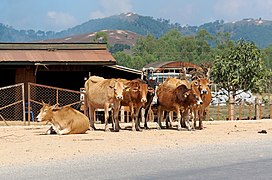 20171116 Cows, local road near Phonsavan, Laos 2938 DxO.jpg