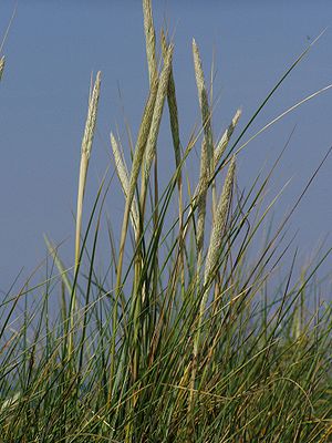 Halem (Ammophila arenaria)