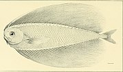 Thumbnail for File:Annals of the Carnegie Museum (1919) (17790675524).jpg