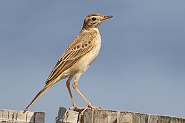 Anthus richardi - Laem Pak Bia