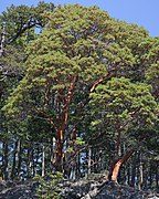 Arbutus menziesii.